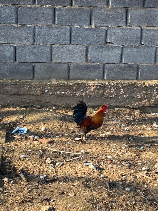 Карлик (японски)  пара  сатылады обм бар