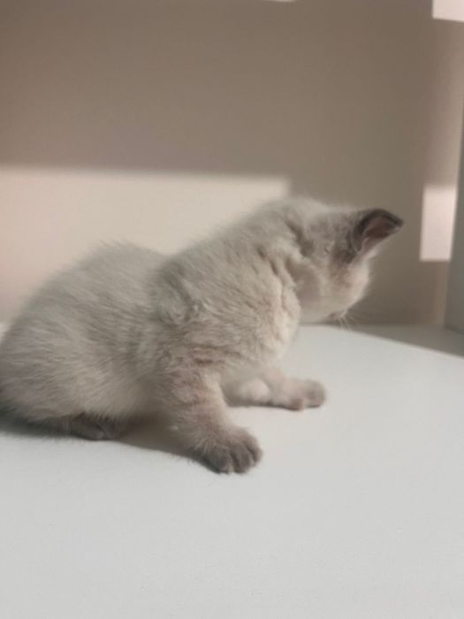 Продам не дорого котят