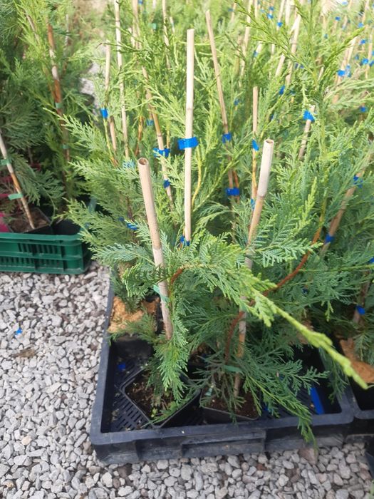 Tuia,Leylandii chiparos pana la 110 cm, calitate, nu e fir subtire