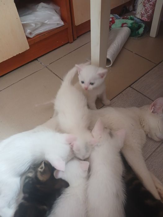 Бесплатно отдам котят