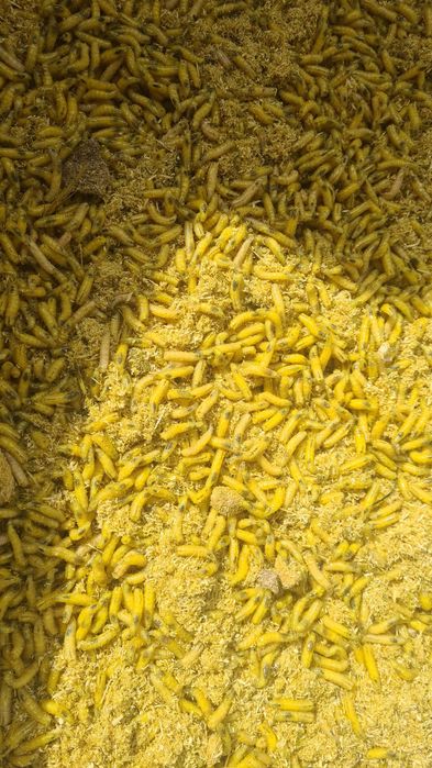 Vând viermi,rame,cutii momeala,preturi bune.