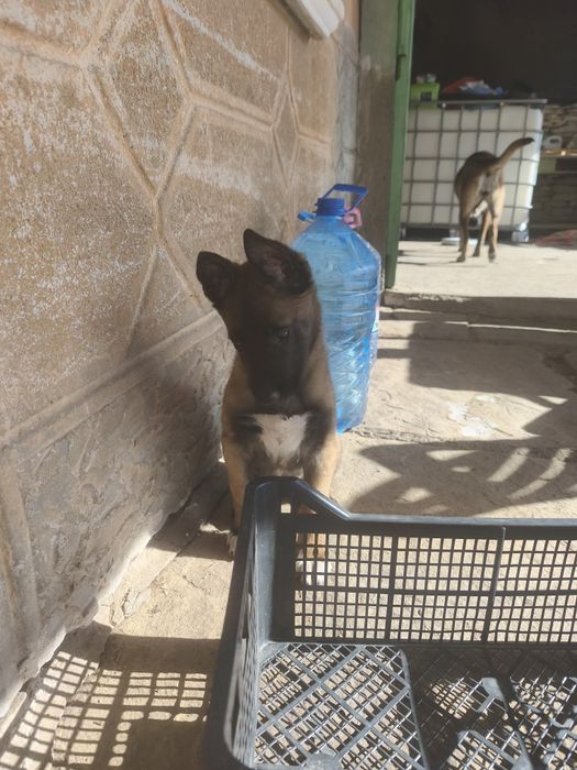 Белгийска овчарка-Малиноа