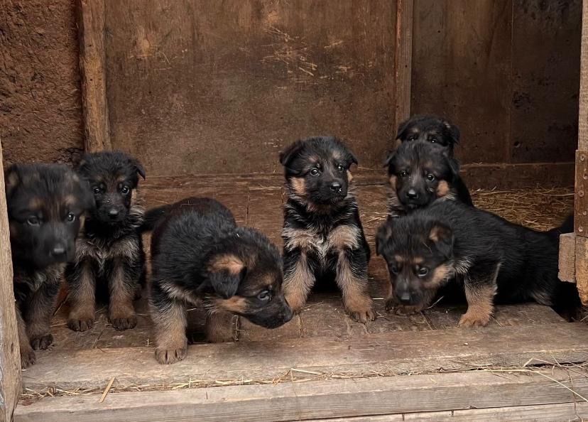 Щенки немецкой овчарка