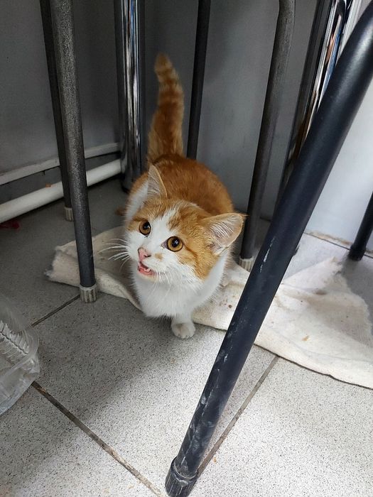 Мальчик в добрые руки