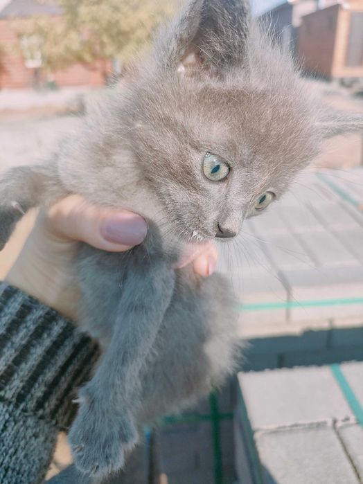 Отдам котят в хорошие руки!!!