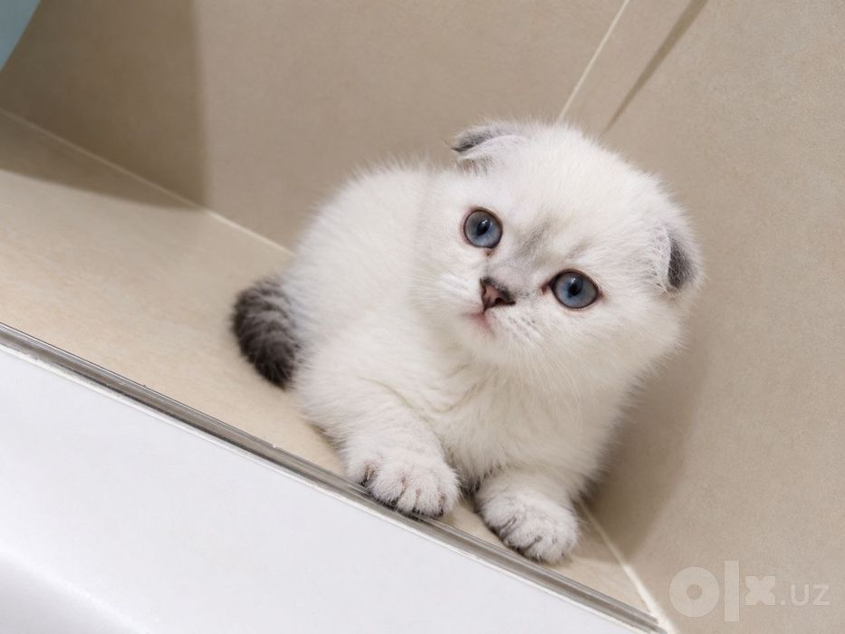 Котенок шотландец белый