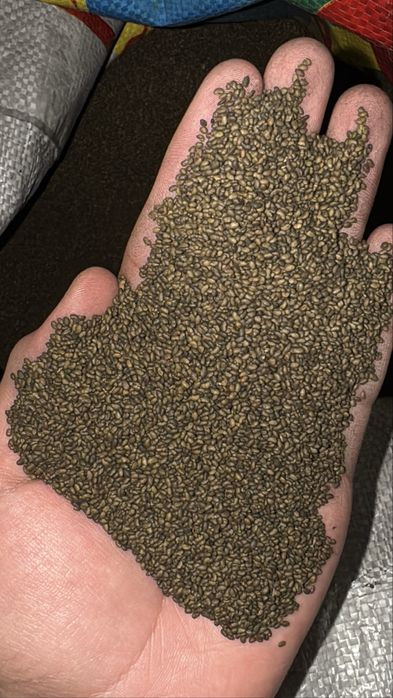 сапалы жоңышқа джея сорты