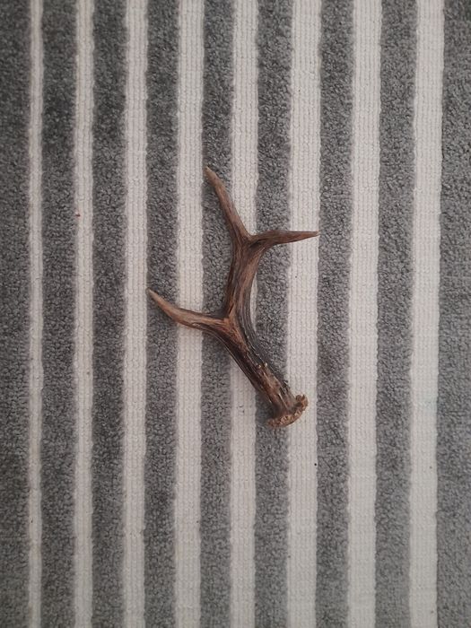 Trofeu caprior 20 cm