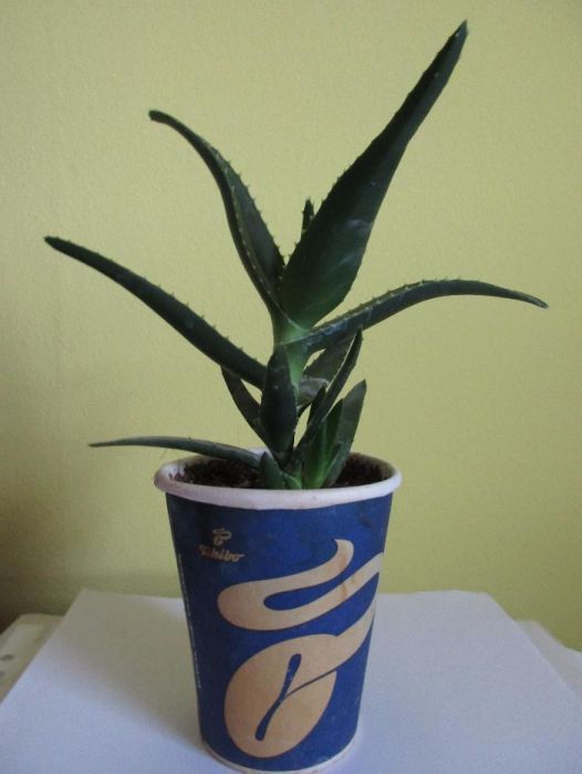 Aloe - care infloreste