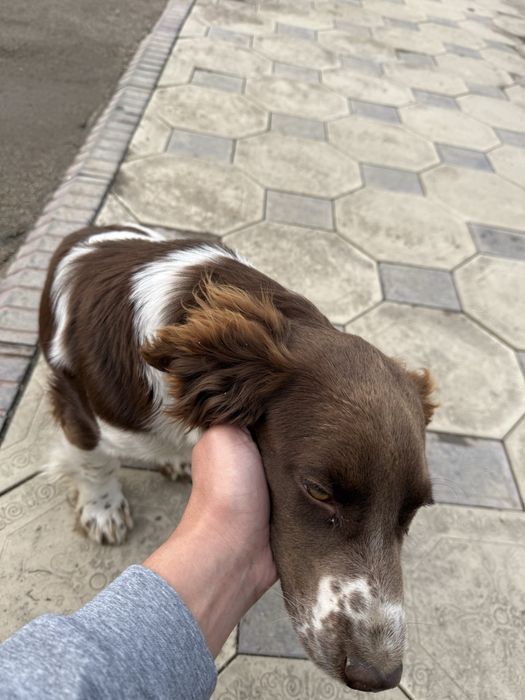 Спаниель продам.