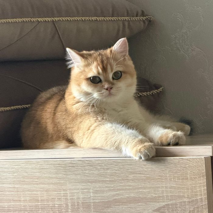 Британский котик золотая шиншилла