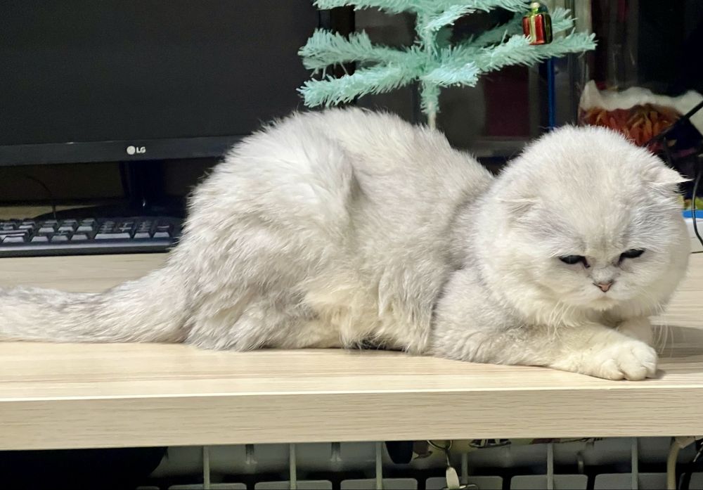 Вязка! Шиншилла Серебро , Фолд!