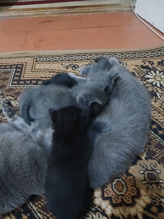 Котята серые 3 черное 2