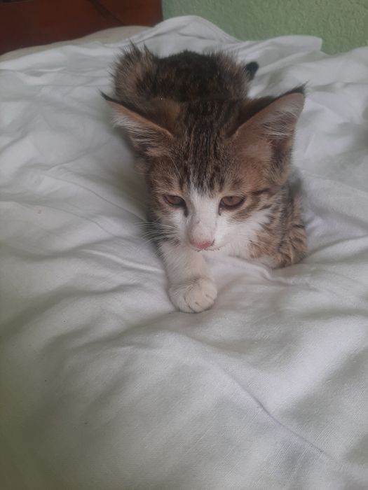 Котята в добрые руки бесплатно
