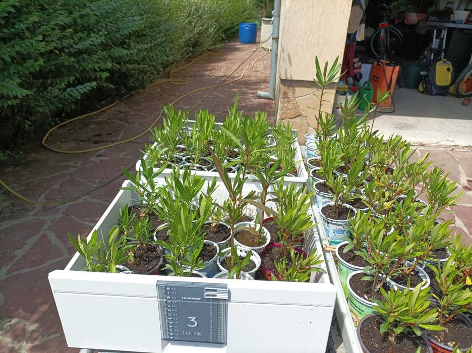 Олеандър/Зокум/Лян/Nerium Oleander