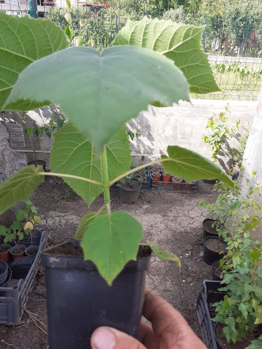 Puieți paulownia cotevisa 2