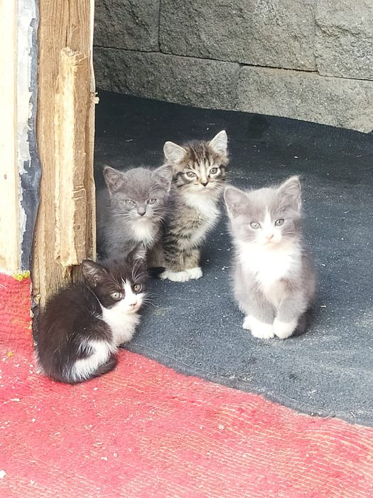Котята в добрые руки