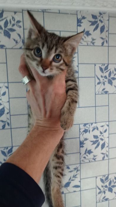 Отдам очаровательных котят!!!