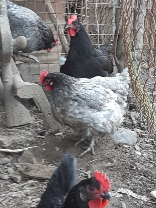 vand  gaini Brahma potarnichiu,  Herminat deschis