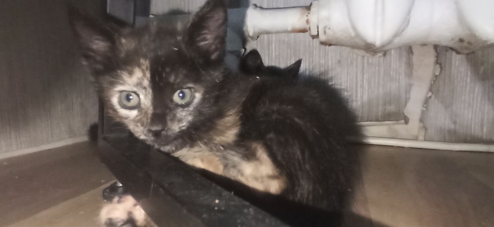 Котята 3 месяца 6шт