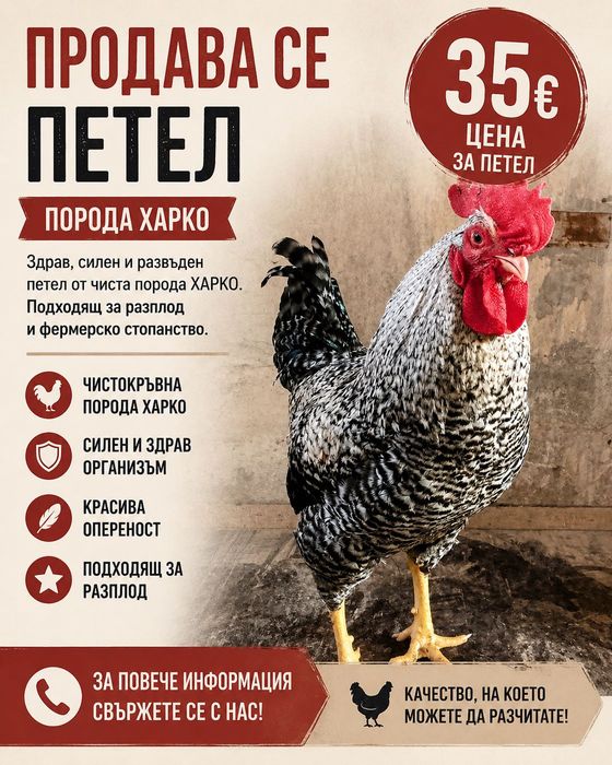 Продавам петли Харко – на 6 месеца, сиви на цвят. Здрави, добре гледани и подходящи за разплод.