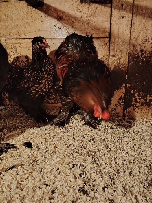 Инкубационное яйцо брамы.