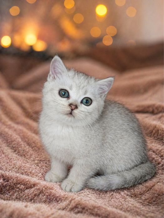 Продаются британские котята