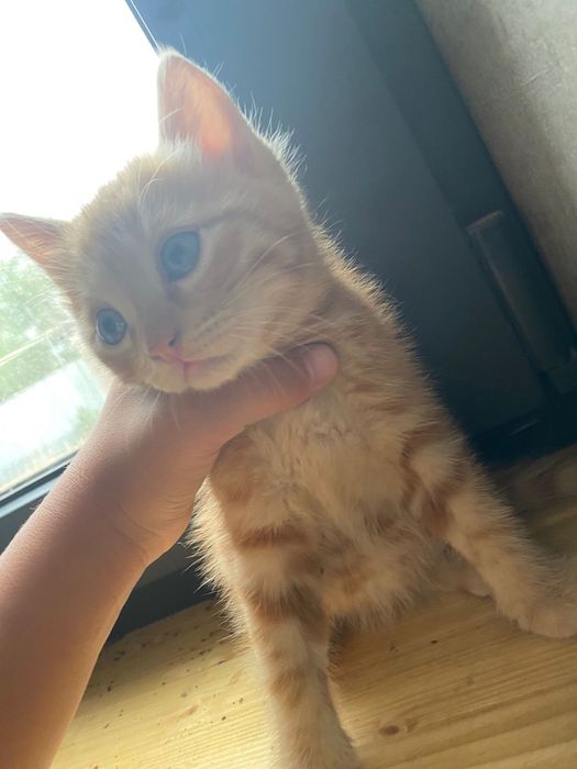 Котята бесплатно!