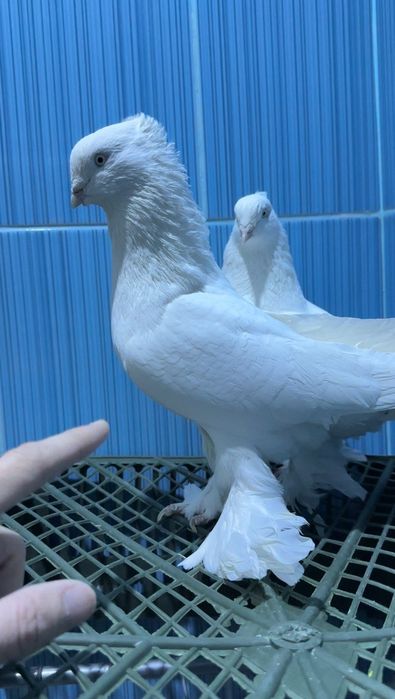 Продам Андижанских голубей