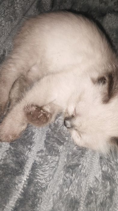 Котенок пушистый