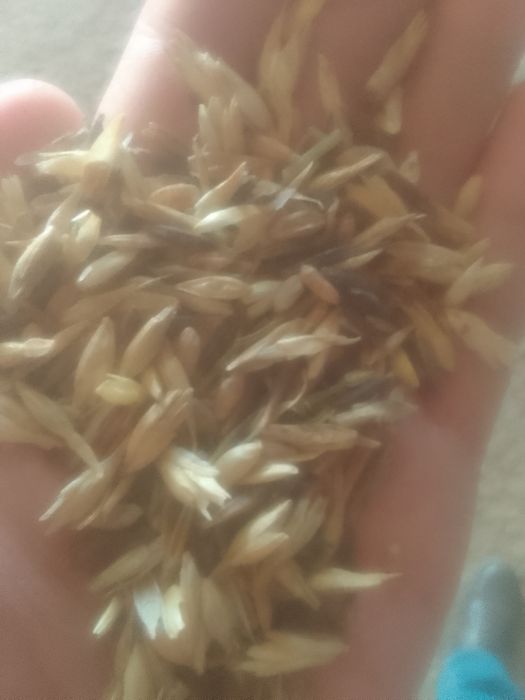 Зерноотходы колосок