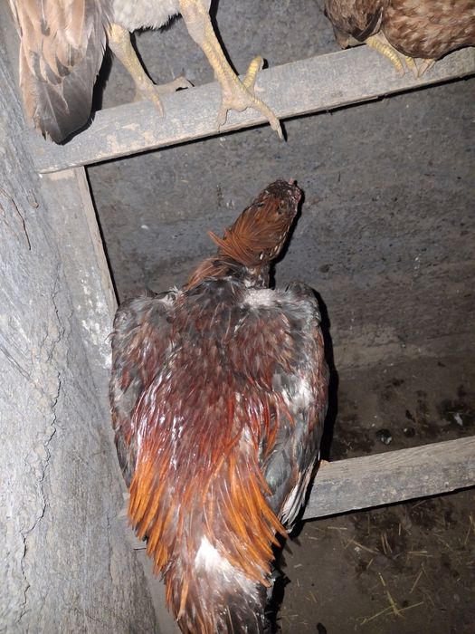 Продам джужика адна глази
