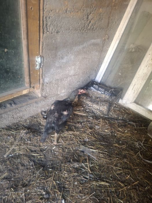 Продам 3 курицы даканки
