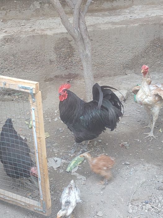 xonaki tavuq va avtralop xoʻroz