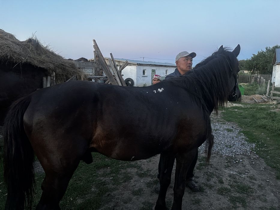 Продам обученного Айгыра 9 лет