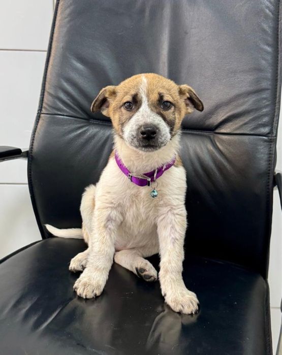 Щенок девочка в добрые руки