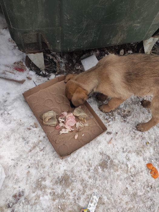 Отдам даром собачку