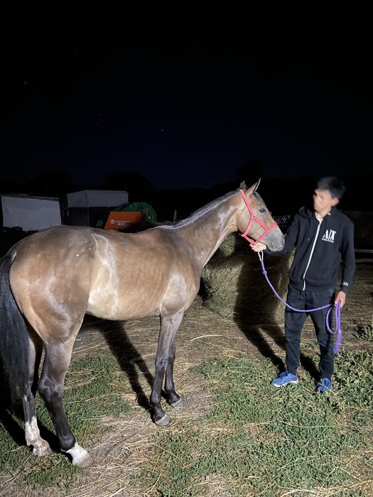 Таза канды агылшын чк байтал
