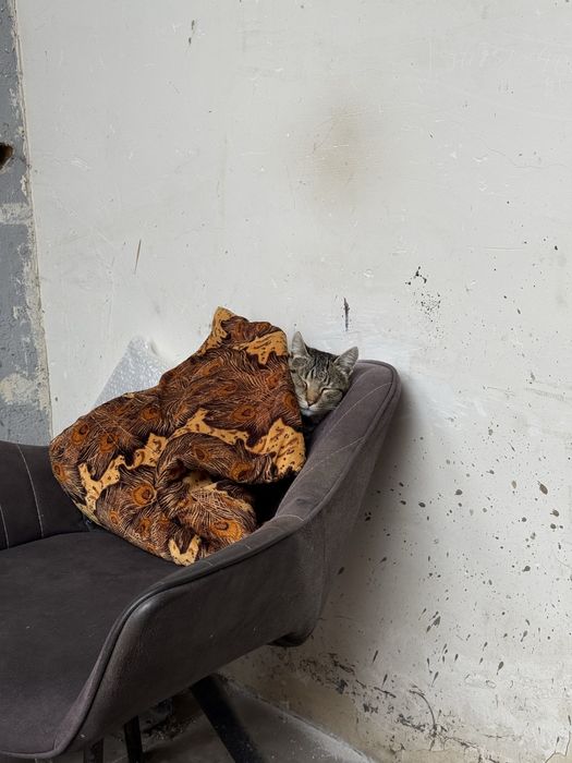 Отдам Кота в добрые руки