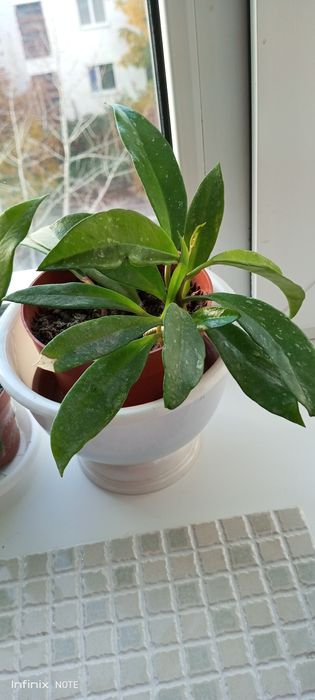 Хойя комнатный цветок