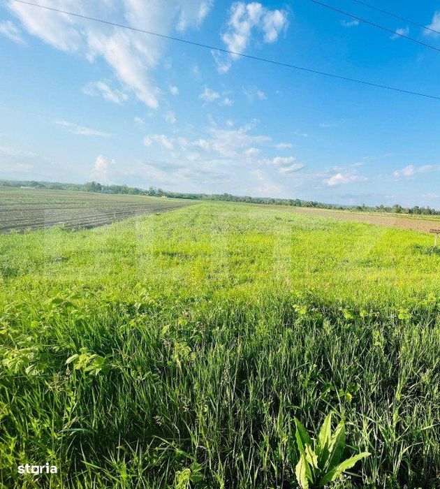 Teren 5500mp extravilan,Sat Dimoiu