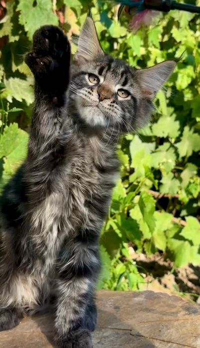 Шикарные котята Мейн Кун