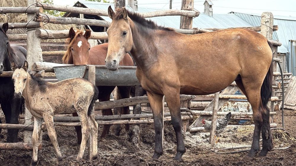 Құлынды бие сатамын