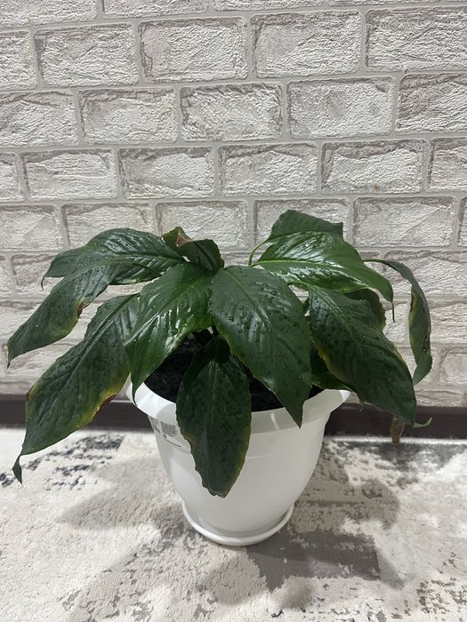 Женское счастье от 1000 тенге