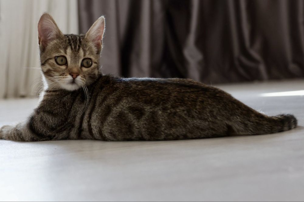 Кошечка, 3 месяца