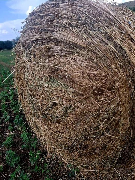 Vând baloți de lucernă