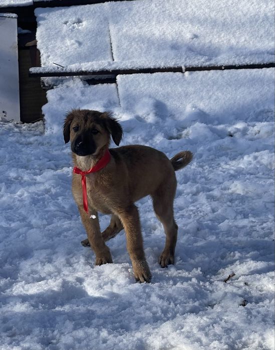 Продам тазы(девочка микс)