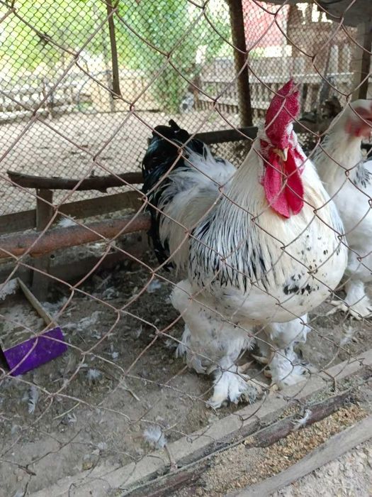 Brama tuxum sotiladi