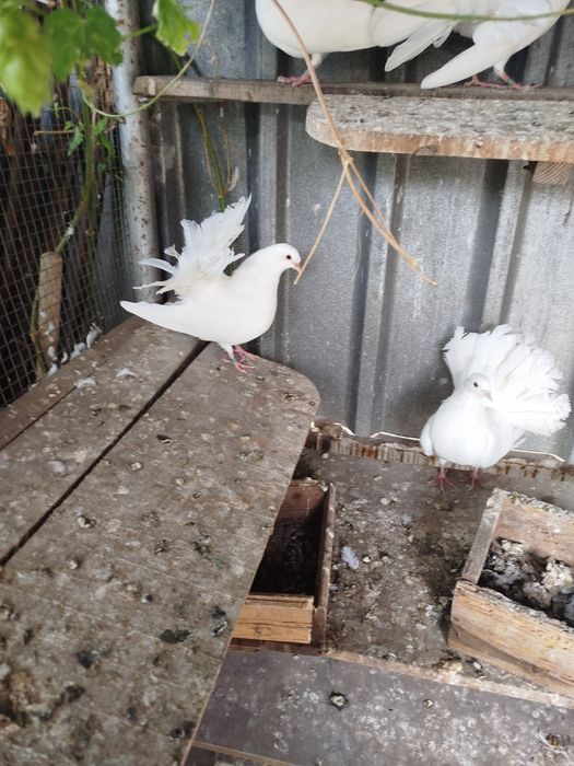 Продавам Гълъби Фенерлии