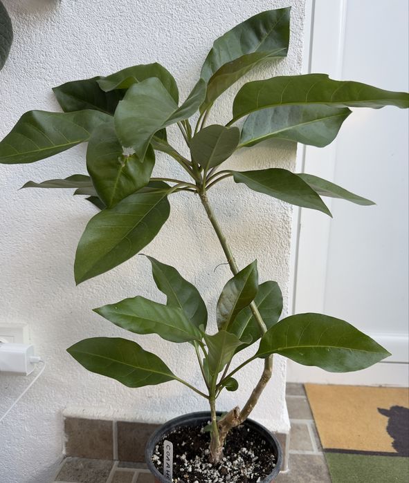 Solandra maxima-Соландра